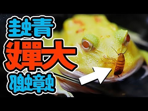 青蛙 風水